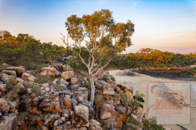 Kimberley Cliff Tree