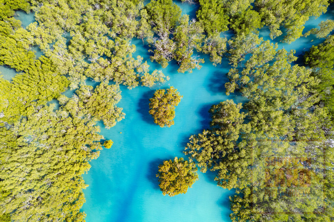 Kimberley Mangroves