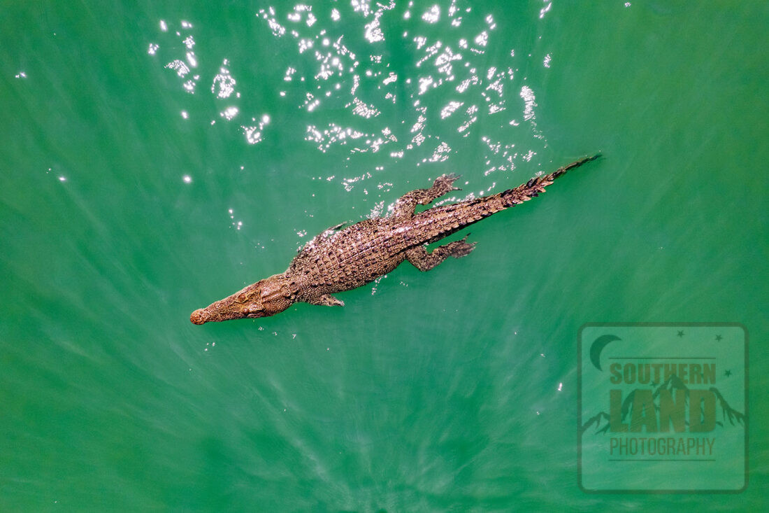 Mitchell River Crocodile