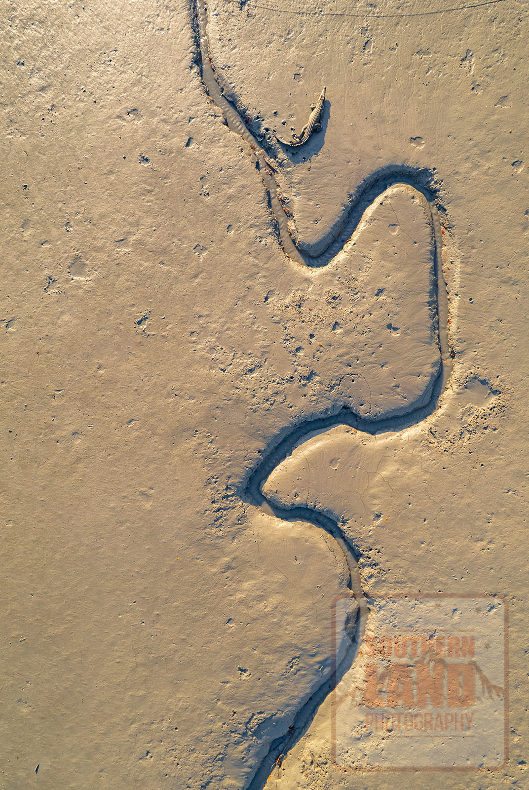 Mitchell River Crocodile