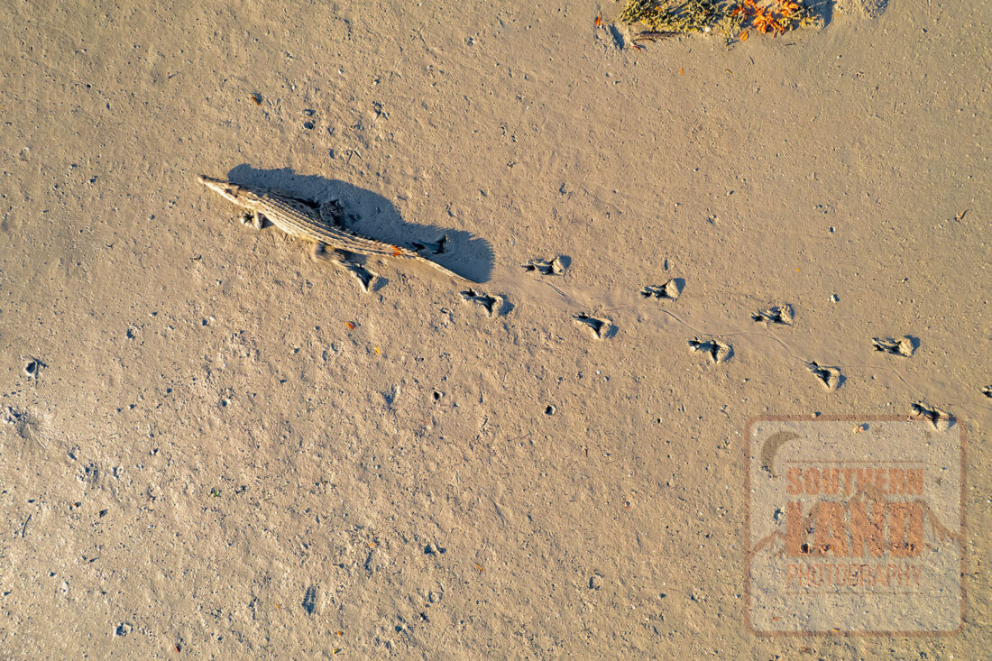 Mitchell River Crocodile 3