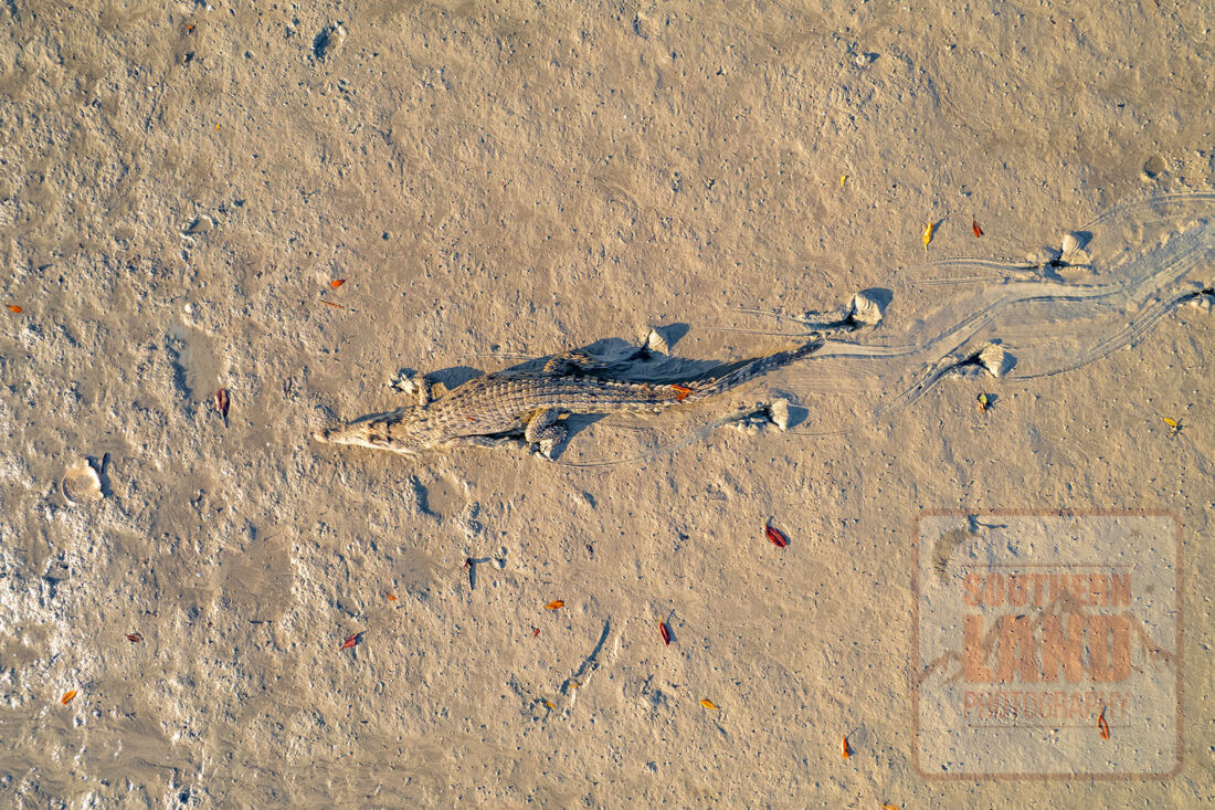 Mitchell River Crocodile