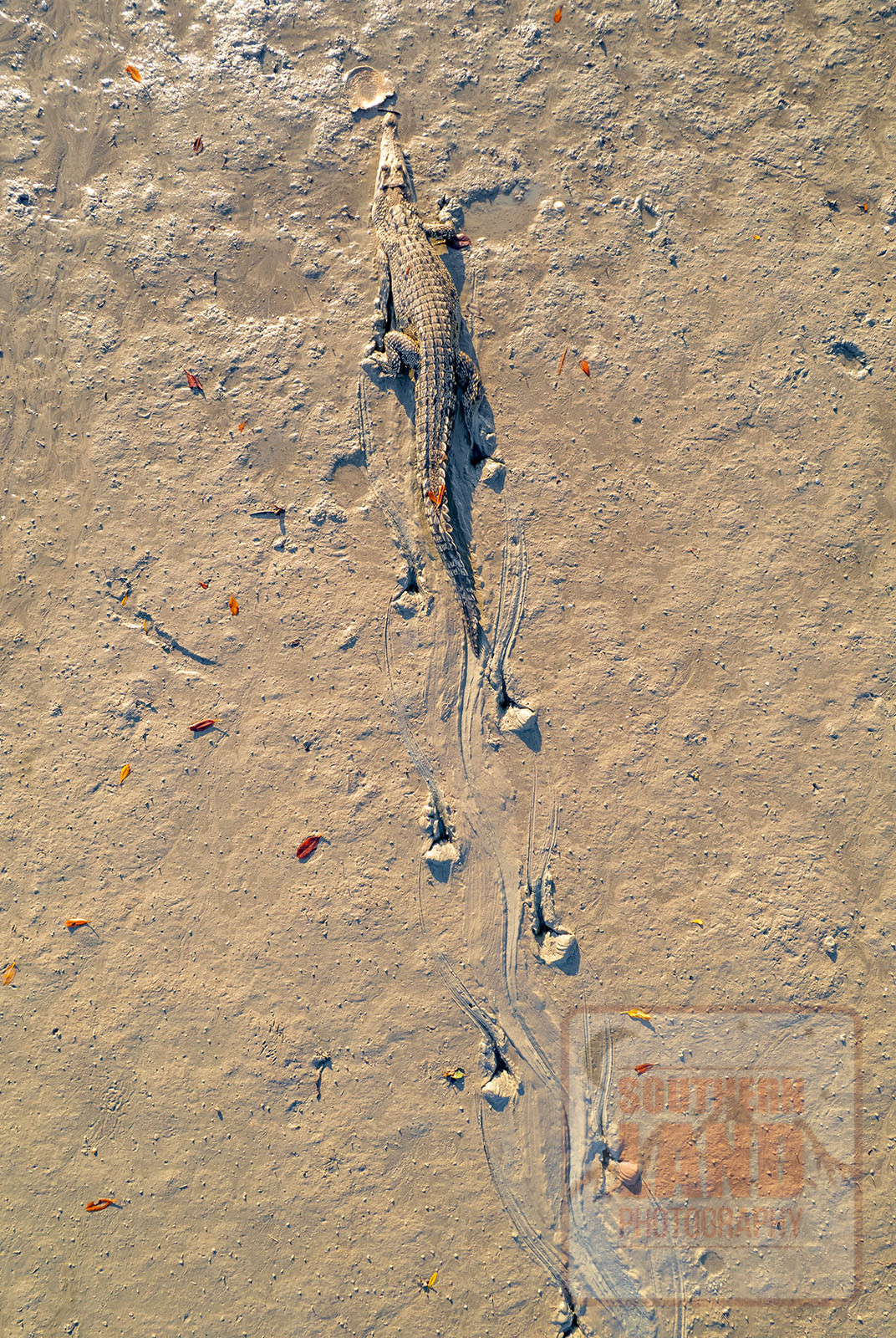 Mitchell River Crocodile