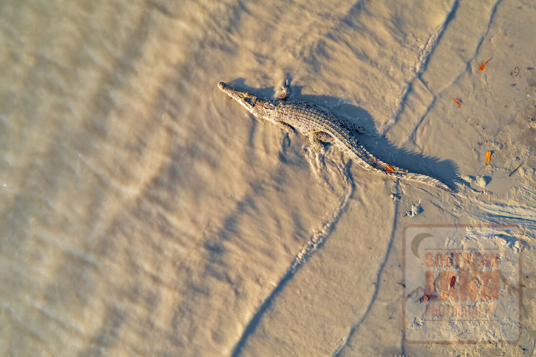 Mitchell River Crocodile - Image 1