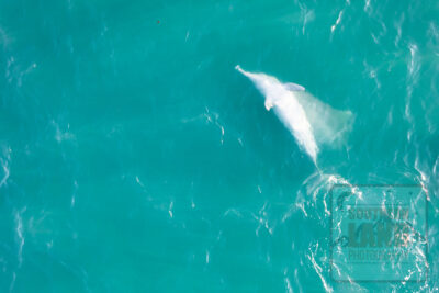 Kimberley Dolphins