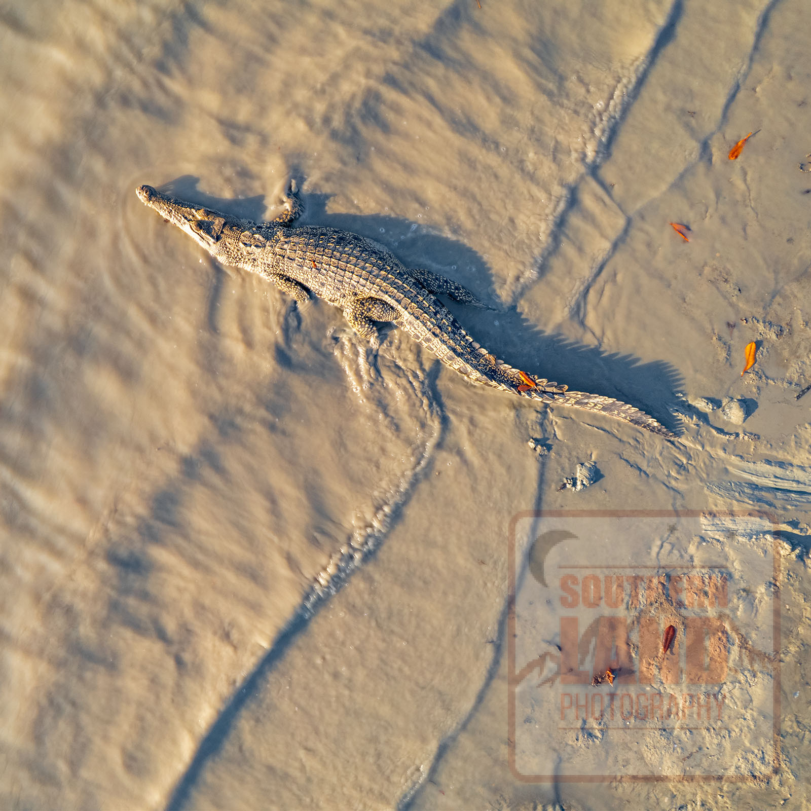 Mitchell River Crocodile