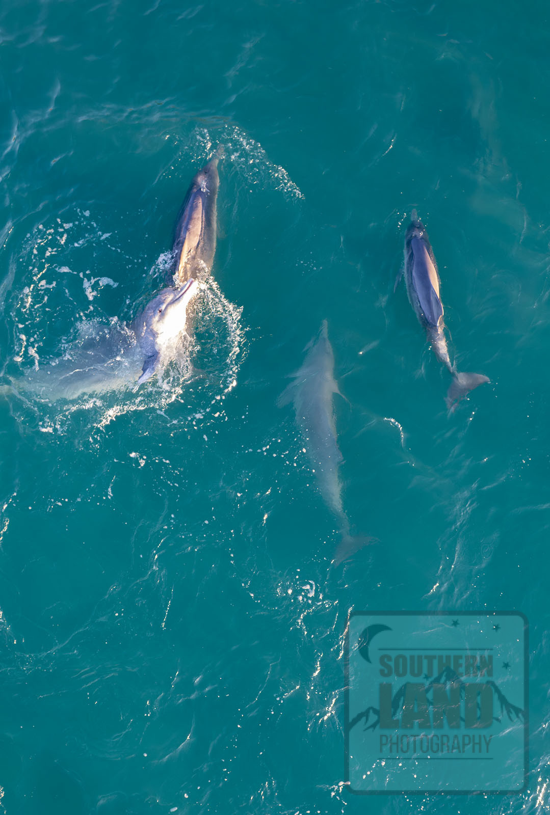 Kimberley Dolphins
