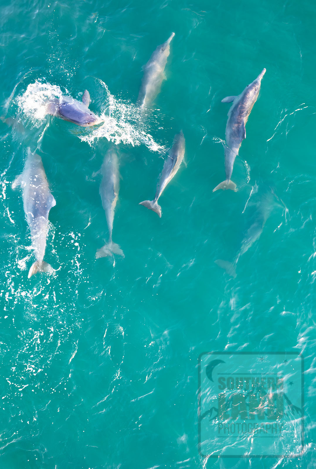 Kimberley Dolphins