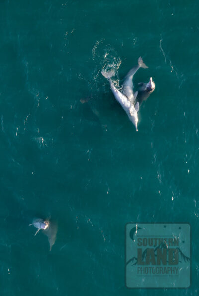 Kimberley Dolphins