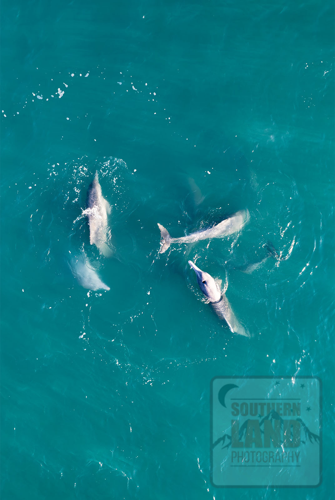 Kimberley Dolphins
