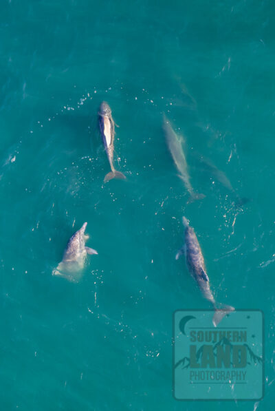 Kimberley Dolphins