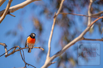 Scarlet Breasted Robin