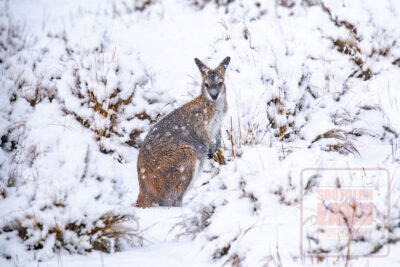 Red-Necked Wallaby
