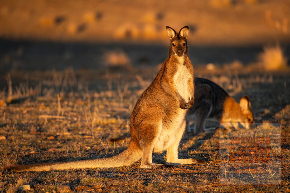 Red-Necked Wallaby