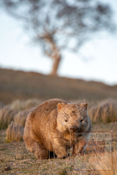 Wombat