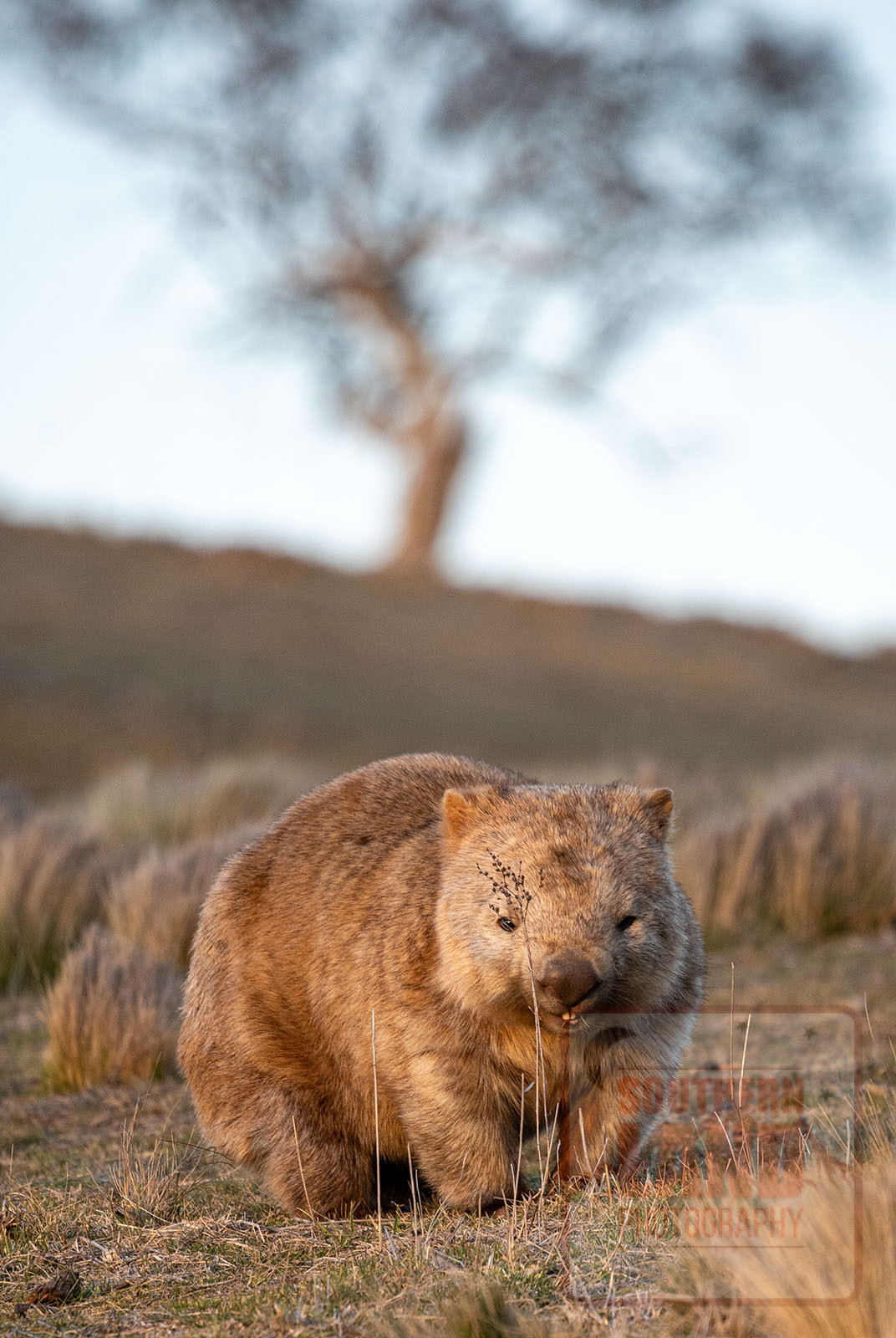 Wombat