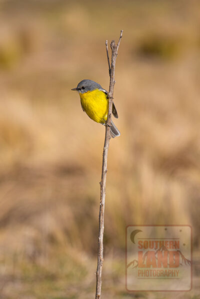 Eastern Yellow Robin