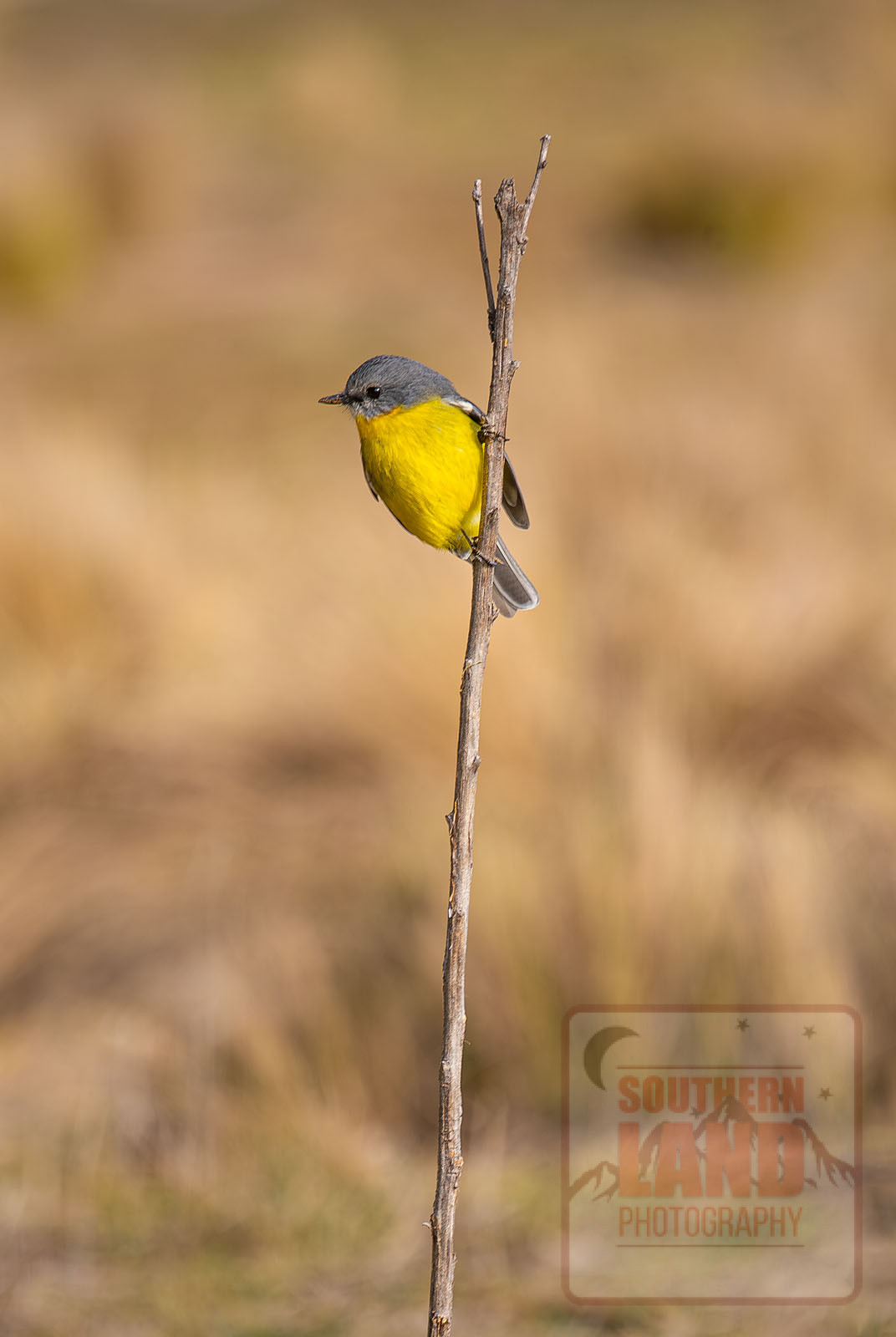 Eastern Yellow Robin