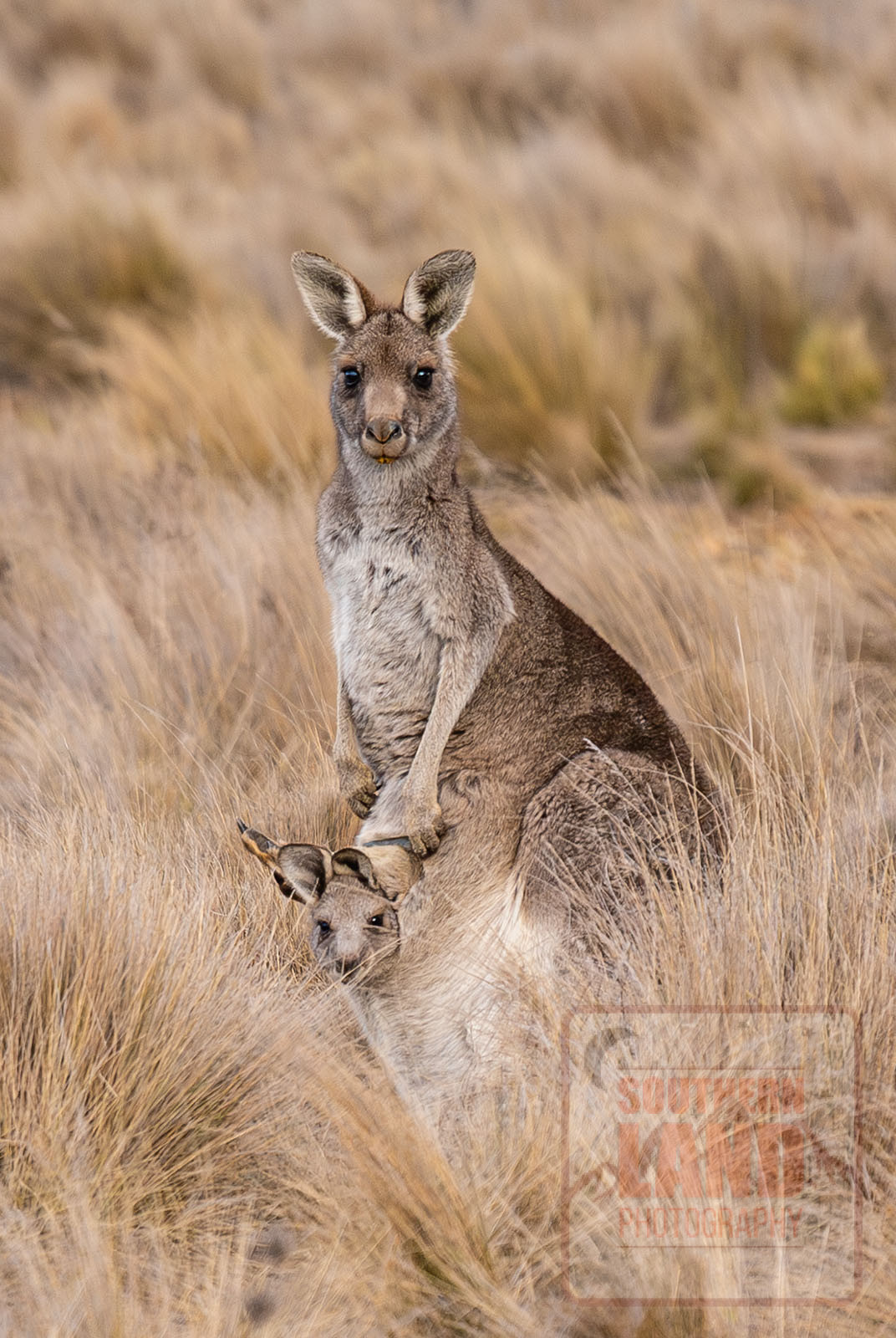 Eastern Grey Kangaroo