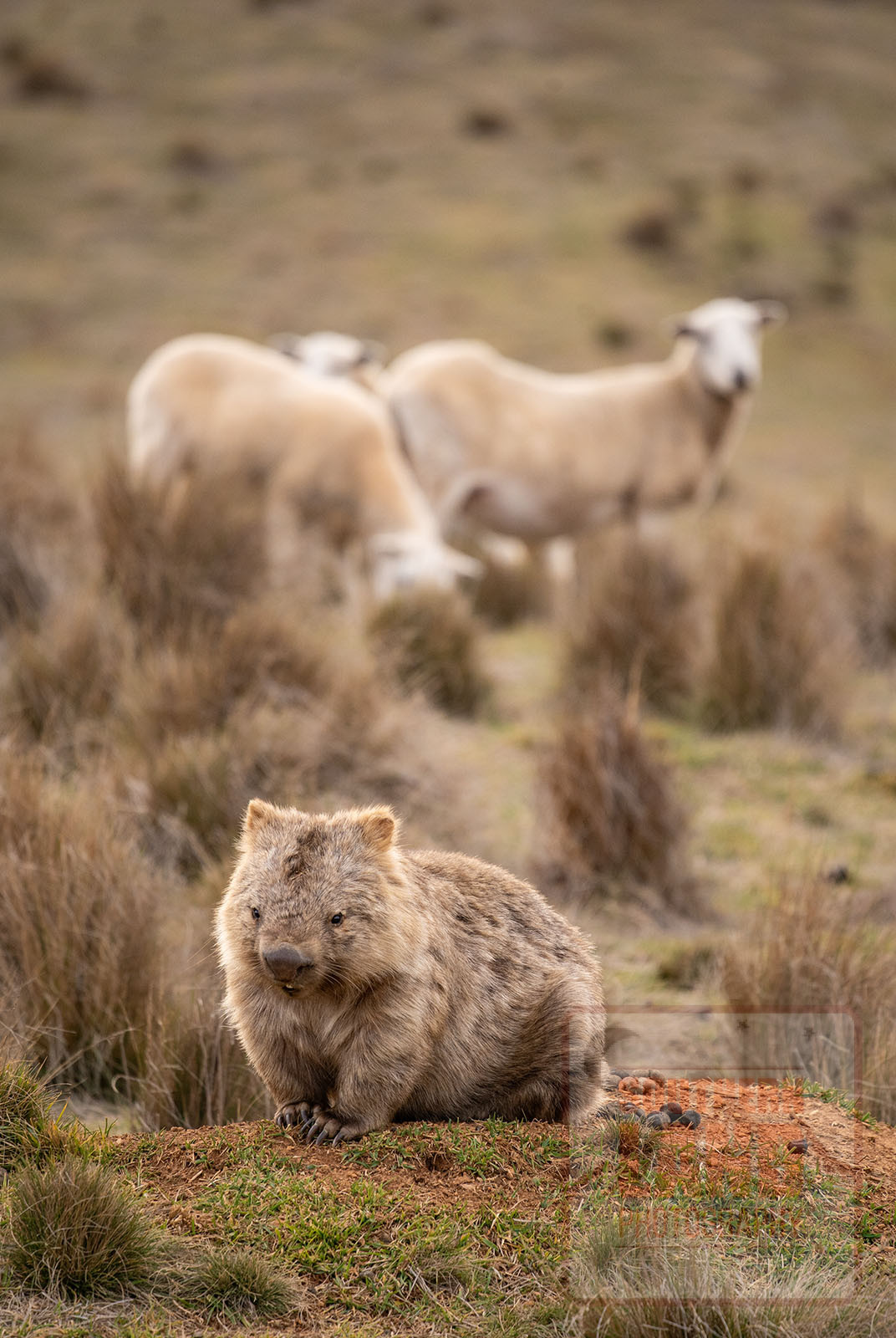 Wombat