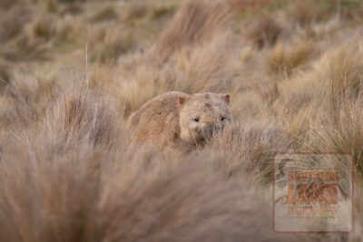 Wombat