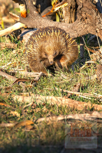 Echidna