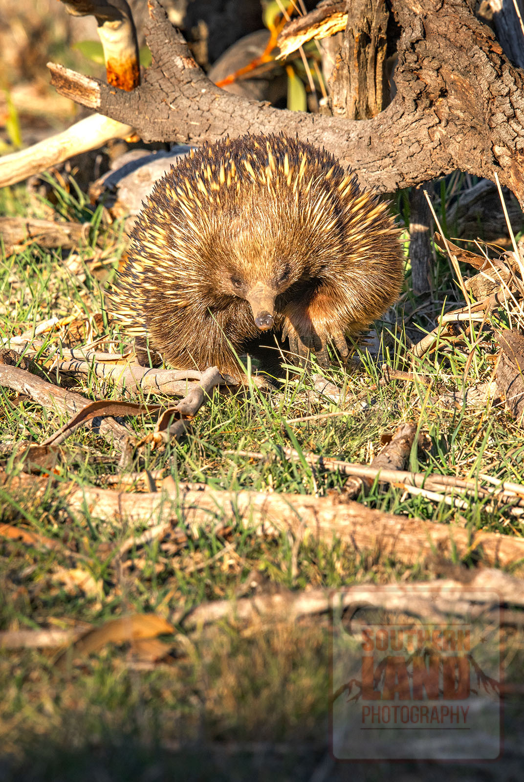 Echidna