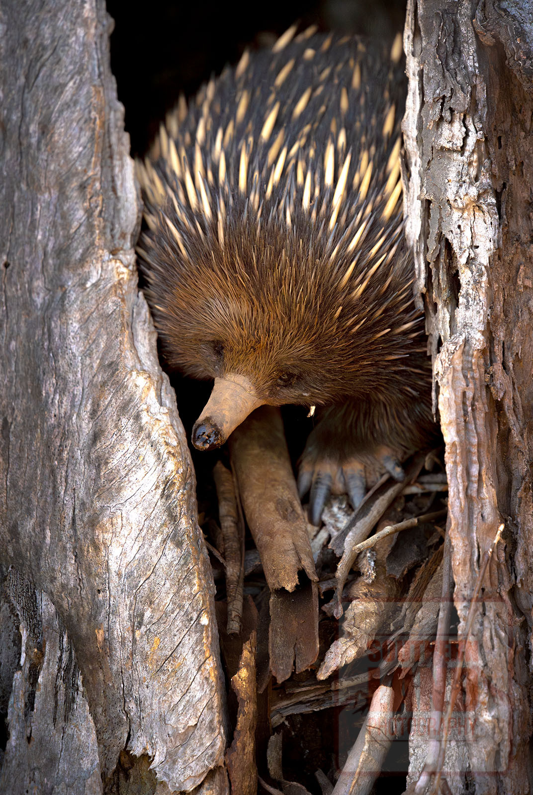 Echidna