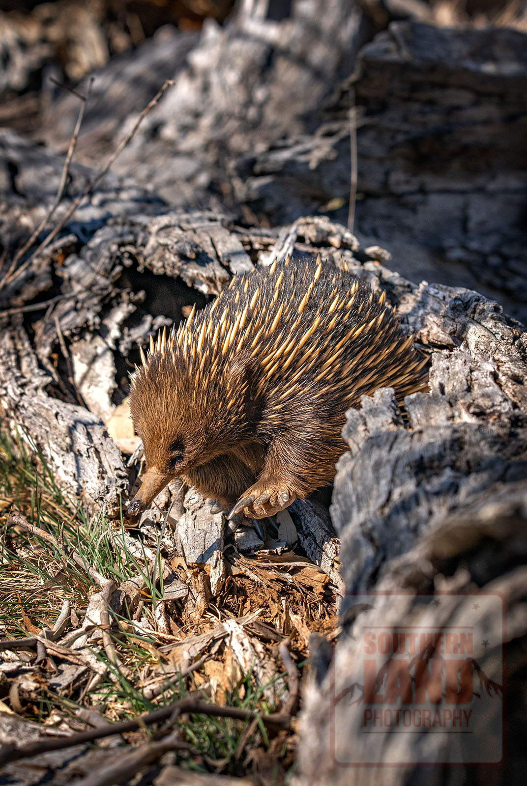 Echidna
