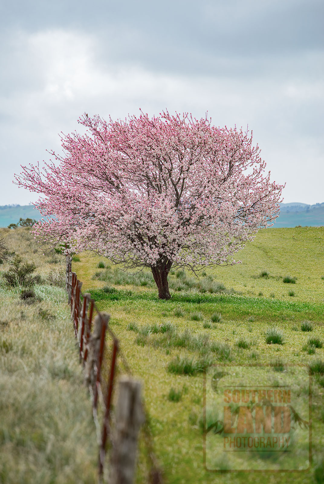 Lone Cherry Blossom