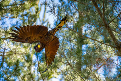 Yellow-Tailed Black Cockatoo