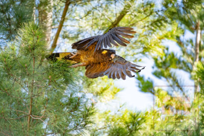 Yellow-Tailed Black Cockatoo