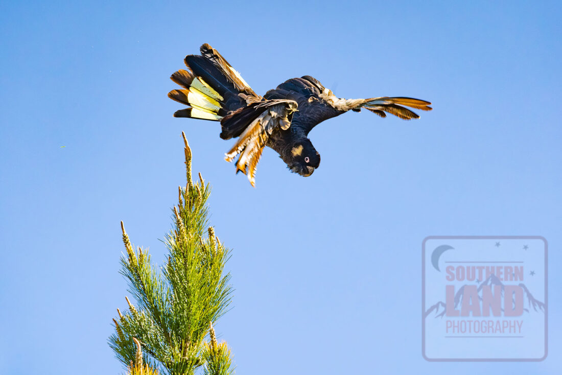 Yellow-Tailed Black Cockatoo