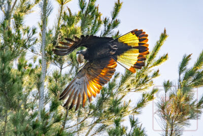 Yellow-Tailed Black Cockatoo