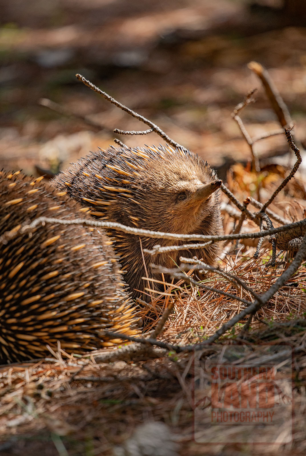 Echidna