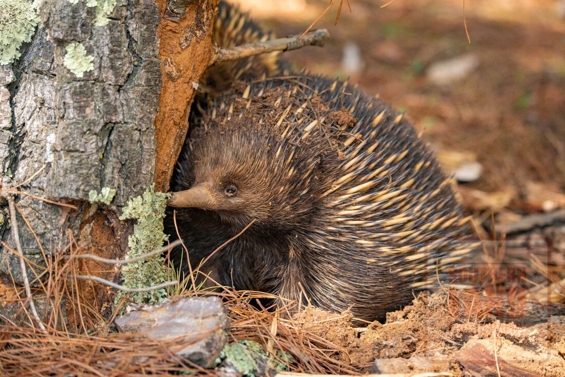 Echidna