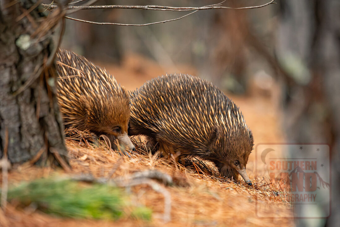 Echidna