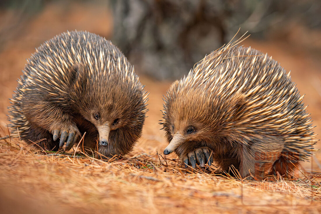Echidna