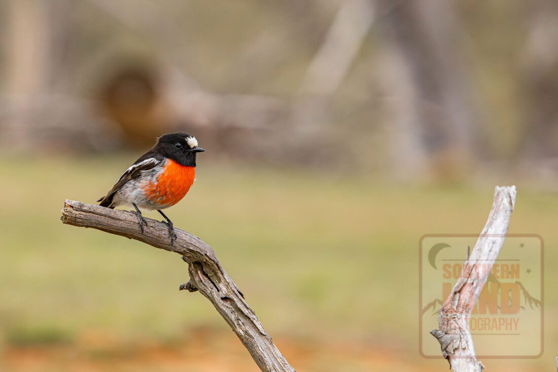 Scarlet Robin