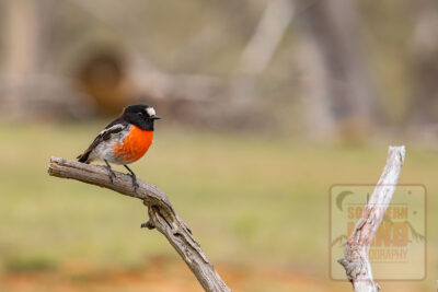 Scarlet Robin
