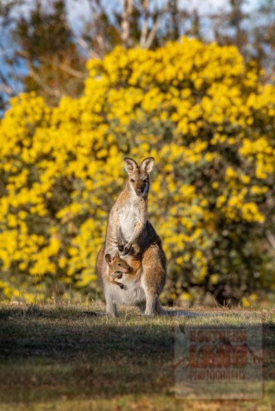 Red-Necked Wallaby